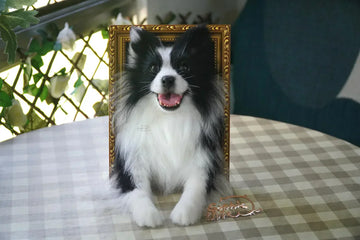 Wool Felt Pet Art 2025 Guide: Forms, Prices & Care Tips