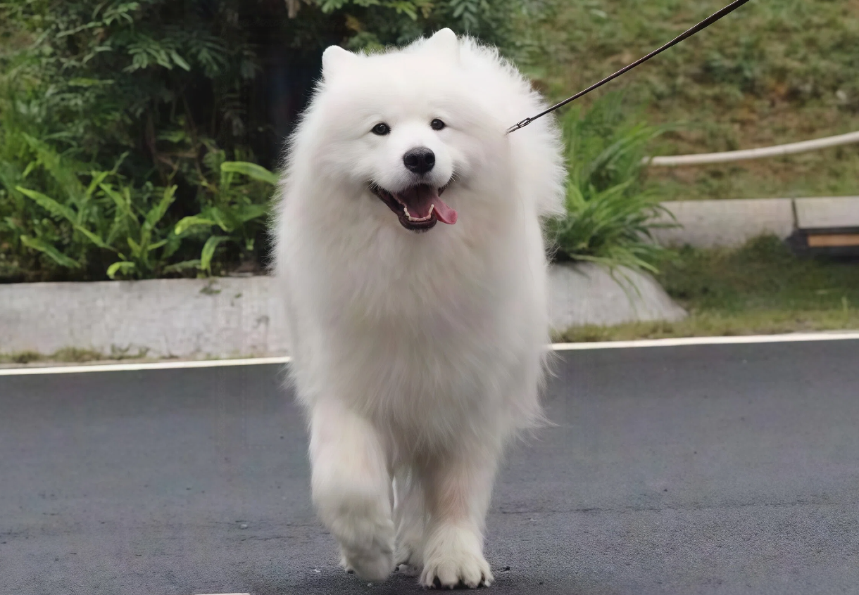 image comparison before